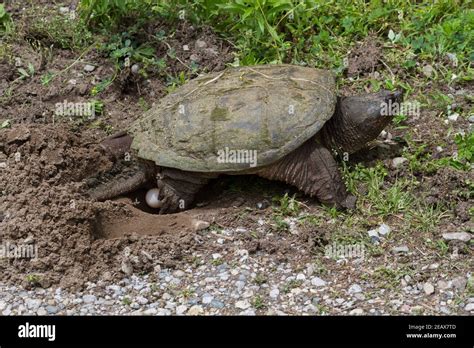 Snapping Turtle Laying Eggs