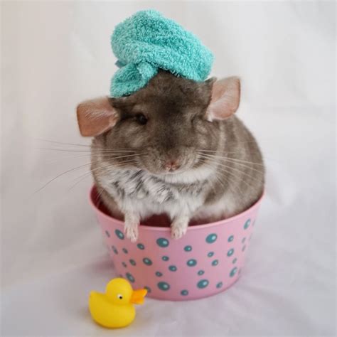 Шиншилла домашнее животное - 77 фото