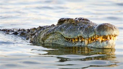 Gustave Crocodile | Dangerous Killer Crocodile Of 100 Years