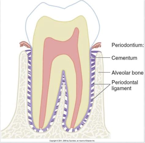 Session 14 Periodontium Cementum Alveolar Bone And Periodontal