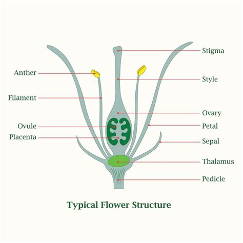 Typical Flower Structure Illustration Design 10489936 Vector Art at Vecteezy