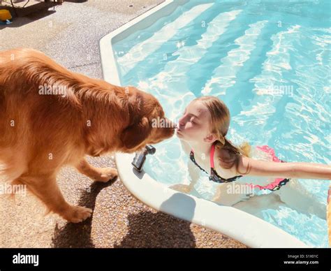 Golden Retriever Kiss Stock Photo - Alamy