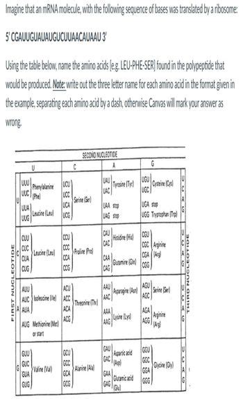 Answered Imagine That An MRNA Molecule With The Bartleby