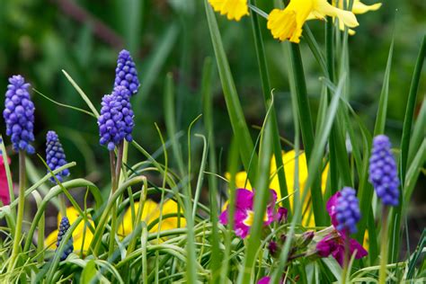 Spring Flowers & Leaves Free Stock Photo - Public Domain Pictures