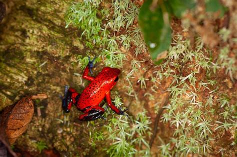 Premium Photo Close Up Of A Strawberry Poison Dart Frog Oophaga Pumilio