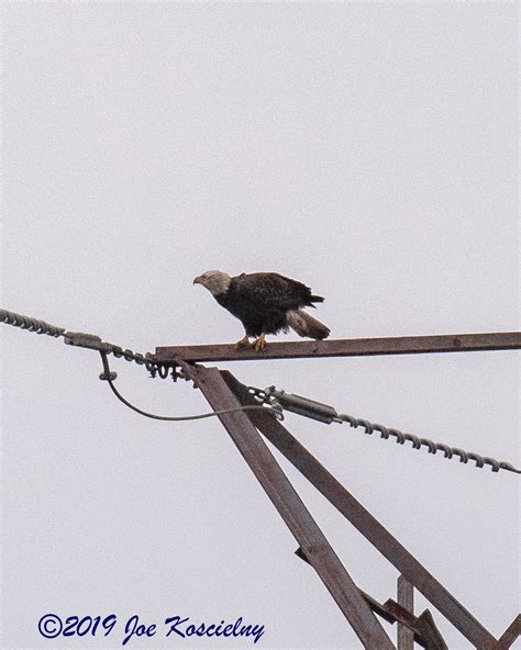 Photos from This Past Sunday’s Harrier Meadow Walk | The Meadowlands