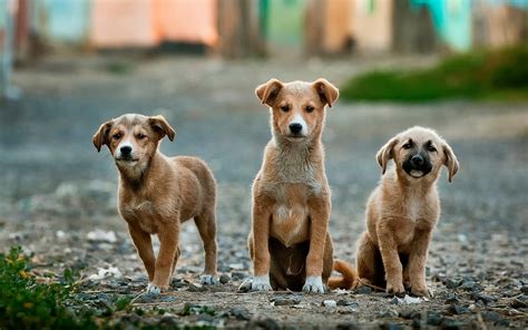 Top 50 Most Adorable Italian Dog Names You'll LOVE | Hardcore Italians