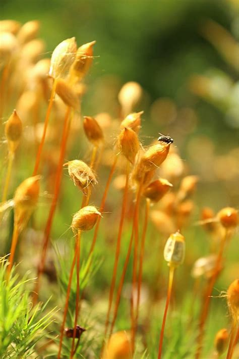 Кукушкин лен - фото и картинки: 60 штук