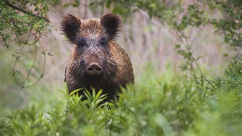 Plan De Régulation Du Sanglier En Moselle Chasseurs De Lest