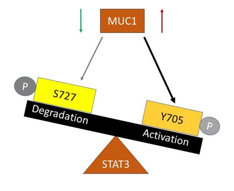 Proposed Mechanism Of Regulation Of STAT3 Activity By MUC1