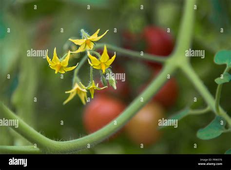 Blossoms Of A Tomato Plant Stock Photo Alamy