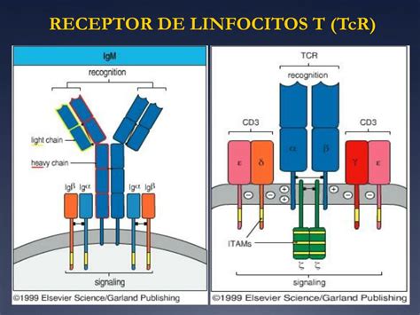 PPT RECEPTOR DE LINFOCITOS B BCR E INMUNOGLOBULINAS PowerPoint