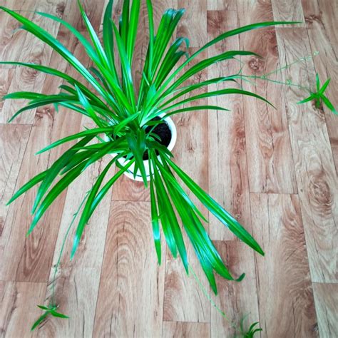 Хлорофитум – купить в Тюмени, цена 450 руб., дата размещения: 25.08. ...