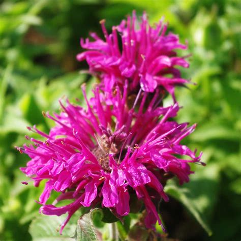 Monarda didyma 'Baby Spice' | Záhradníctvo KaK