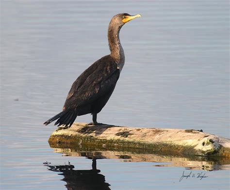 Welcome To Florida Its A Diving Bird