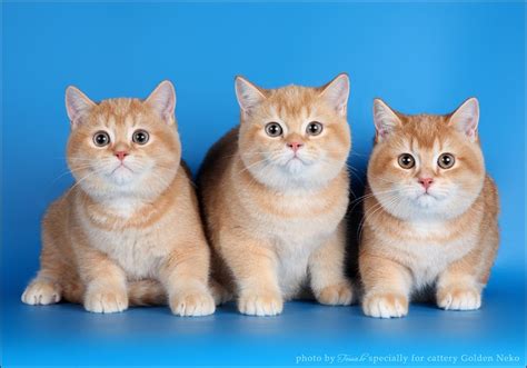 orange cats Orange Tabby Cats, Red Cat, Little Kittens, Cats And ...