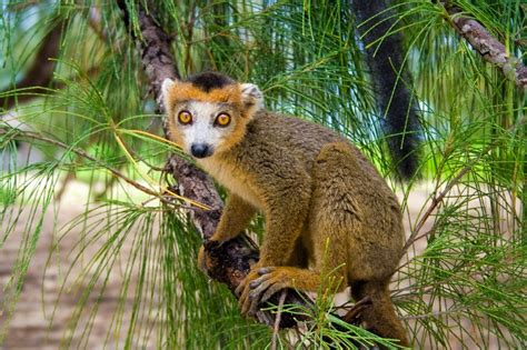 5 Best Places To Spot Lemurs In Madagascar