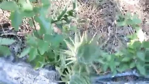 Nadeln In Schwanz Necken Cbt Amateur Nadelspiel Bdsm Xhamster