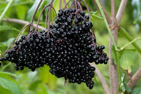 Elderberry And Poke Berry Identification In Edible Wild Plants