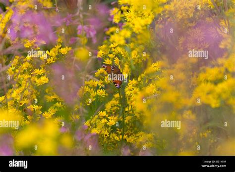 Peacock Butterfly Inachis io on Ragwort with Rose bay willow herb Stock ...