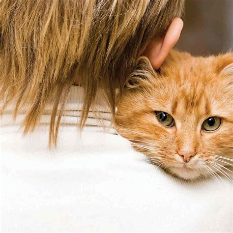 Cat And Human1920web Baldivis Vet Hospital