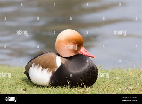 Waterfowl On Riverbank Hi Res Stock Photography And Images Alamy
