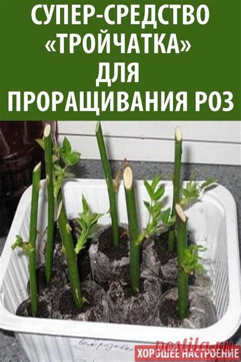 Супер-средство «Тройчатка» для проращивания роз | Интересный блог | Постила