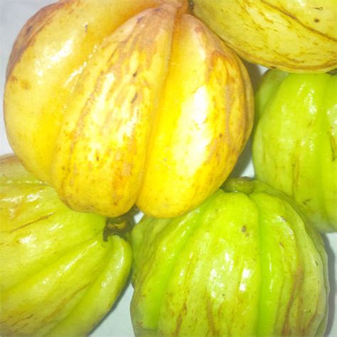 Garcinia Cambogia Fruit Supplier at Latest Price