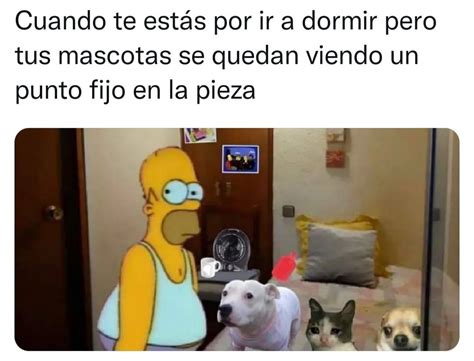 Cuando te estás por ir a dormir pero tus mascotas se quedan viendo un