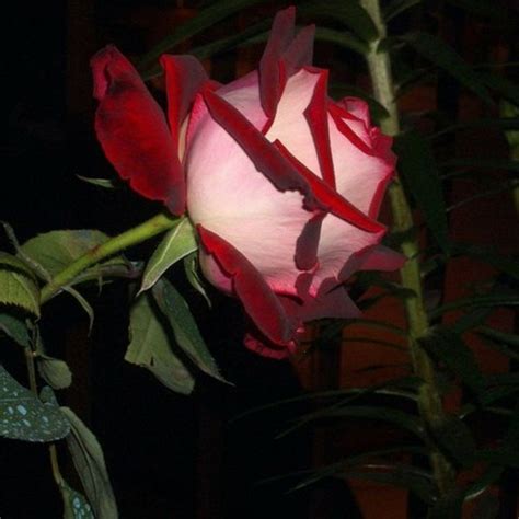 Fuck Love We Re Done Song And Lyrics By Madara TBH Yung Castor Ginseng HELLASKETCHY Spotify