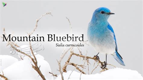 Mountain Bluebird Song [Sialia arctica] Sound of Nature - YouTube