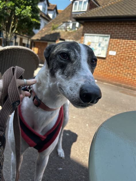 Boo Was Babe Kent Greyhound Rescue