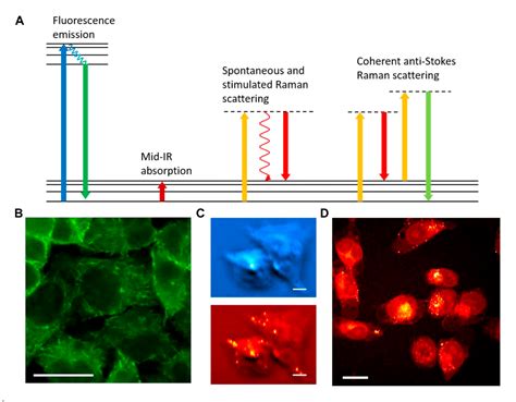 Figure From Chemical Imaging Guided Optical Manipulation Of