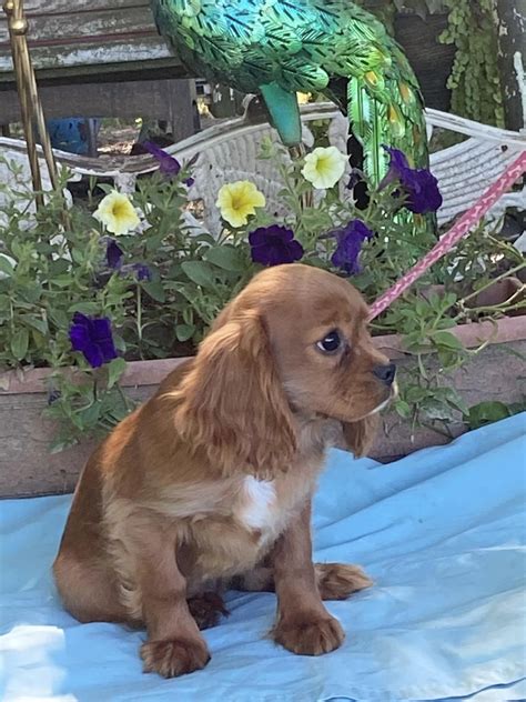 Dog for Adoption - Champ/ ADOPTED, a Cavalier King Charles Spaniel in Central City, KY | Alpha Paw