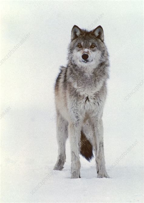 Grey Wolf Photography