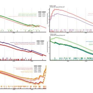 EPHA5 Mutation And Drug Selection Of LUAD Cells A Comparison Of The