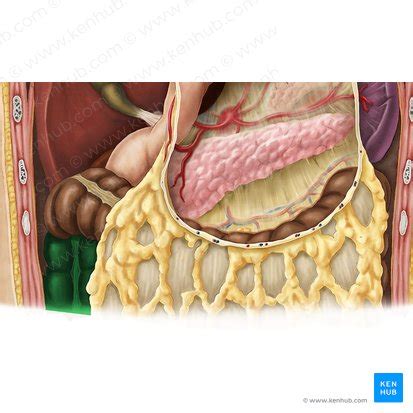 The anatomy of the ascending colon | Kenhub