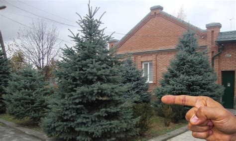 Ніколи не садіть ці три дерева біля свого будинку, щоб не накликати біди