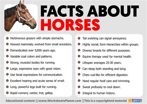 facts  horses