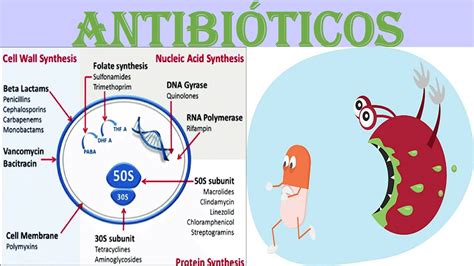 1 Antibioticos Generalidades Mecanismo De Accion Resistencia Bacteriana