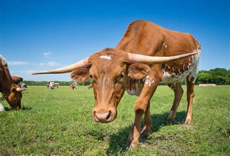 Texas Longhorn Cattle Grazing On Spring Pasture Stock Image Image Of