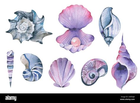 Watercolor Seashell Beach And Ocean Design Elements Large Collection