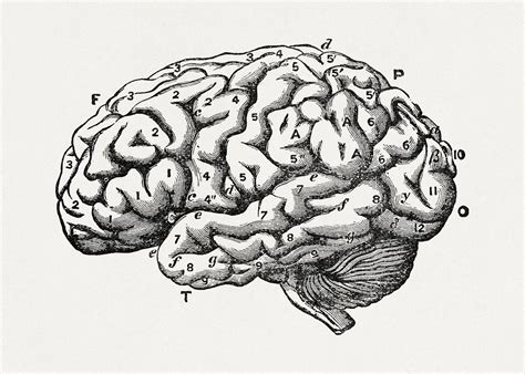 brain illustration images   png stickers wallpapers