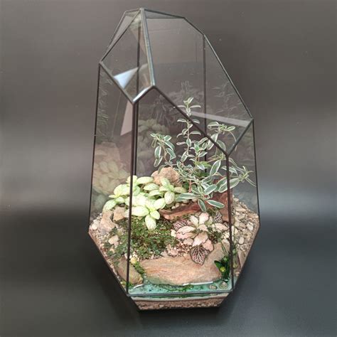 Флорариум с Копросомой, фиттониями, пилеей депресса в геометрии h 23см