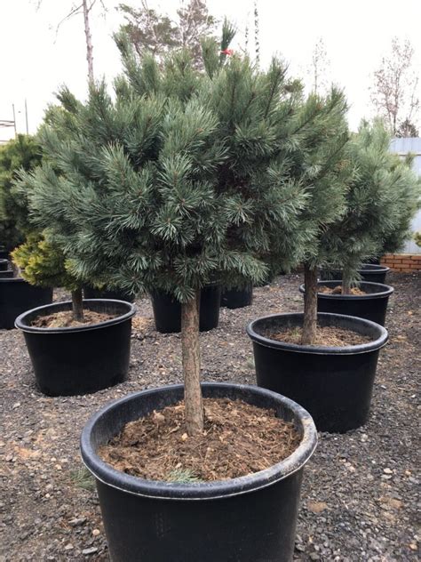 Сосна горная (Pinus mugo) - купить саженцы горной сосны по лучшей цене ...