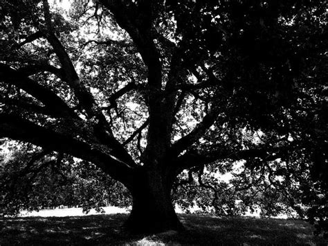 Arbre Chêne Tombeboeuf 2020 Ce Quil Faut Savoir Pour Votre Visite