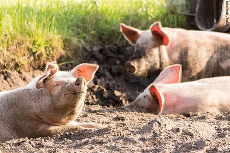 Dans Les Levages Intensifs Quelle Vie Pour Les Cochons