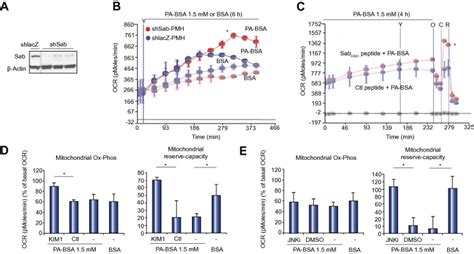 Sab Sh Bp Dependence Of Jnk Mediated Inhibition Of Mitochondrial