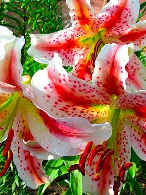 Интернет-магазин садовода ДЕЛЁНКА - Лилия Excelsior (Эксельсиор) / 2 шт.