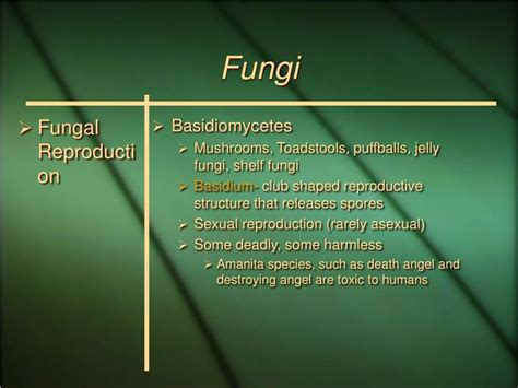 Ppt Ch 22 Fungi Powerpoint Presentation Free Download Id211244